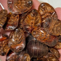 土鳖虫功效与作用：破血逐瘀 续筋接骨