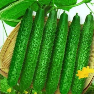 吃黄瓜有什么坏处 什么样的黄瓜好吃