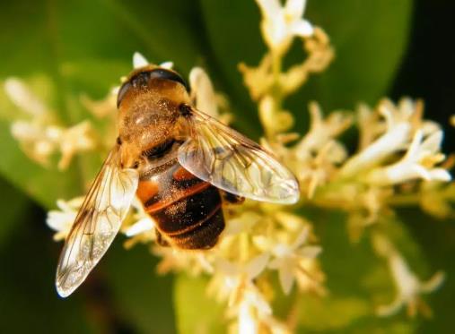 蜜蜂有什么用途 蜜蜂具有攻毒杀虫、祛风止痛等