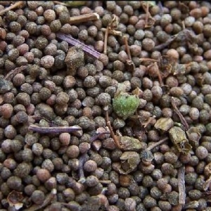 中药紫苏子有降气消痰平喘润肠作用