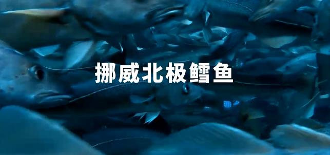 鳕鱼