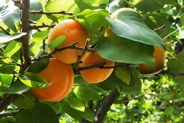 吃杏有保护视力的作用 吃杏好处一览