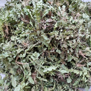 吃荠菜消炎抗菌 吃荠菜好处一览