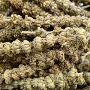 中药荆芥穗主治用于感冒头痛 荆芥穗功效作用一览