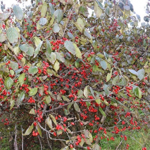 山茱萸治疗阳萎早泄 山茱萸价格一览