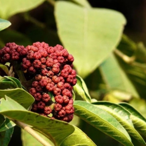 吴茱萸改善各种胃寒呕吐 吴茱萸价格一览