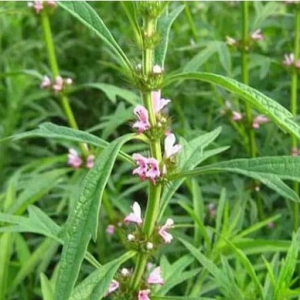 中药益母草治疗月经失调 益母草价格一览