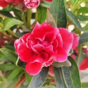 凤仙花根作用活血止痛利湿消肿