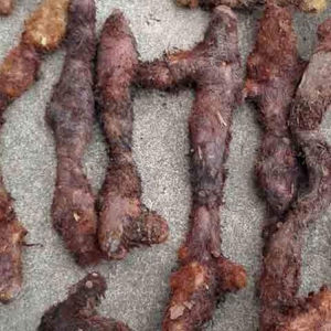 骨碎补对牙齿松动有疗效 骨碎补价格一览