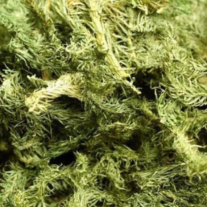 伸筋草用于关节酸痛屈伸不利 伸筋草价格一览
