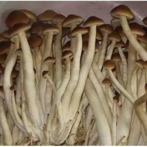 茶树菇多糖可以帮助减少炎症因子释放延缓大脑衰老、防癌
